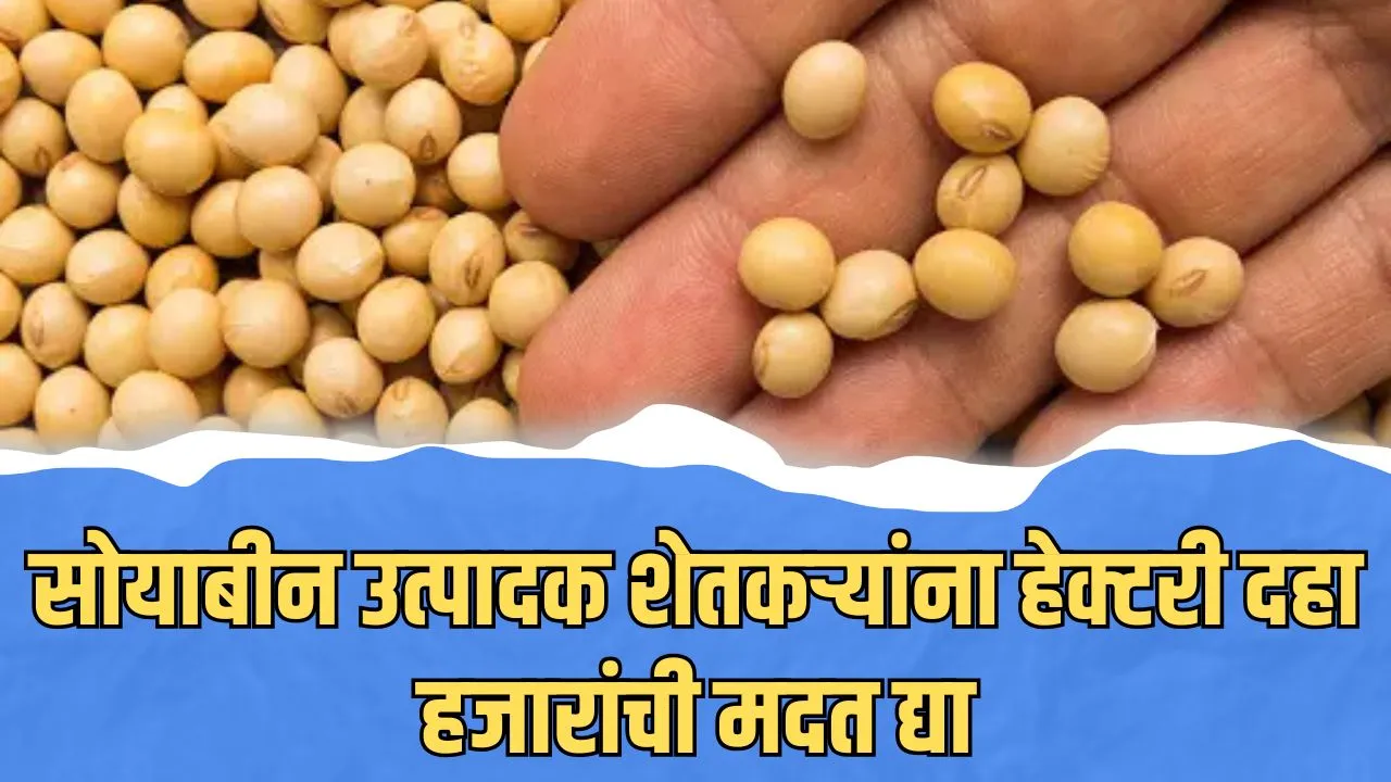 Soybean Rate : सोयाबीन उत्पादक शेतकऱ्यांना हेक्टरी दहा हजारांची मदत द्याSoybean RateSoybean Rate : सोयाबीन उत्पादक शेतकऱ्यांना हेक्टरी दहा हजारांची मदत द्या