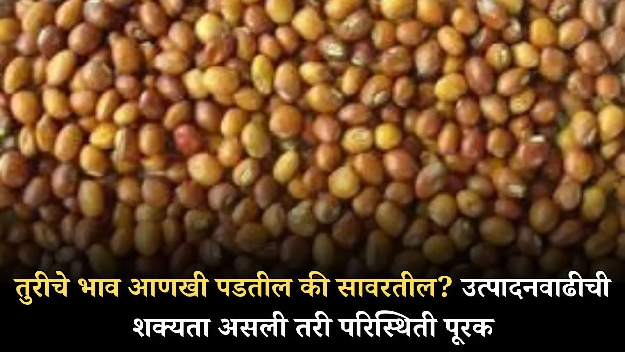 Daily Commodity Rates: तुरीचे भाव टिकून; कापूस, सोयाबीन, हरभरा तसेच काय आहेत तूर दर